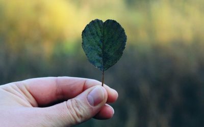 YOUR OWN GREEN THUMB