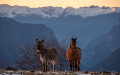 DONKEYS & HORSES